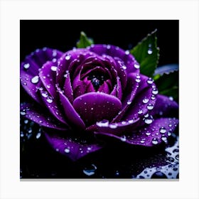 Purple Rose With Water Droplets Canvas Print