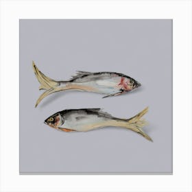 Grey Fish Canvas Print