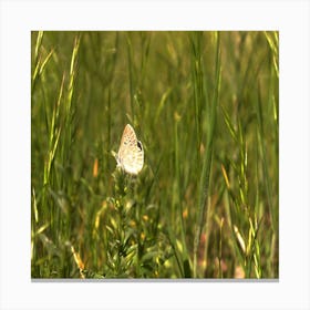 Buttefly Black Montain Color Canvas Print
