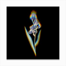 Prism Shift Dalmatian Iris Botanical Illustration on Black n.0159 Canvas Print