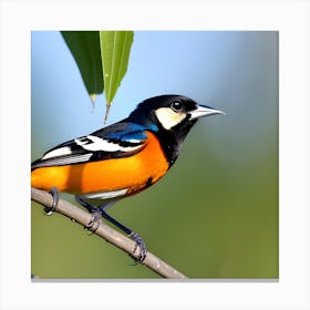 Rufous-Tailed Robin 2 Canvas Print