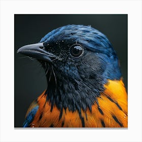 Blue And Orange Bird 1 Canvas Print