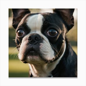 Boston Terrier 1 Canvas Print