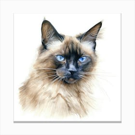 Longhair Siamese Cat Portrait 2 Canvas Print