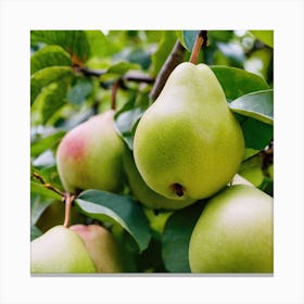 Pears On A Tree 1 Canvas Print