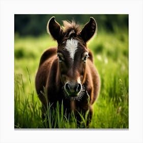 Grass Horse Green Brown Meadow Nature Young Baby Head Mammal Cow Calf Wild Donkey Pony (4) Canvas Print
