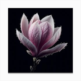 White Pink Magnolia Flower With Dew Drops Canvas Print