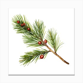 Pine Branch With Berries Canvas Print