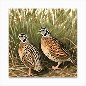 Quail birds Canvas Print