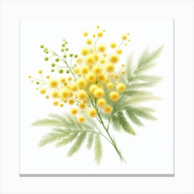 Flower of Mimosa 1 Canvas Print