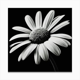 Daisy In Black And White Imagery, Lighting Canvas Print