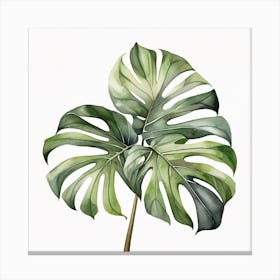 Large Monstera leaf 11 Canvas Print