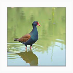 Watercolor Moorhen In A Quiet Pond Canvas Print