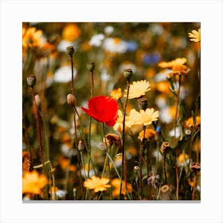 Red Poppy Flower In A Summers Field  Colour Nature Photography Square Canvas Print