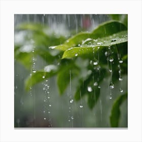 Raindrops On A Leaf Canvas Print