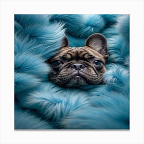 French Bulldog In Blue Fur Canvas Print