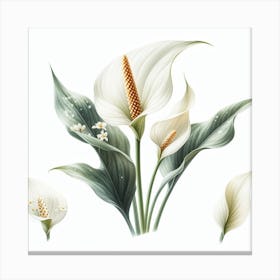 Flowers of Spathiphyllum 3 Canvas Print