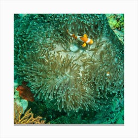 Clown Fish In Anemone Canvas Print
