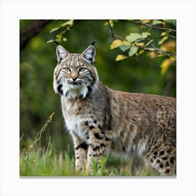 Lynx cat 3 Canvas Print