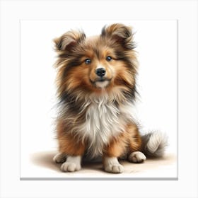 Shetland Sheepdog 1 Canvas Print