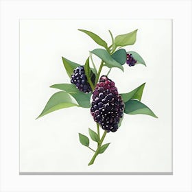 Mulberry Canvas Print