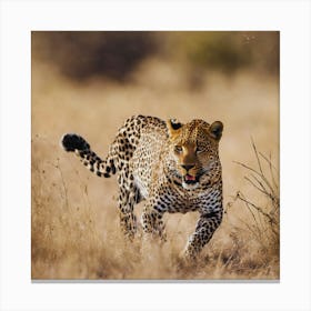 Leopard - Leopard Stock Videos & Royalty-Free Footage Canvas Print