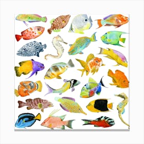 Tropical Fish Square Canvas Print