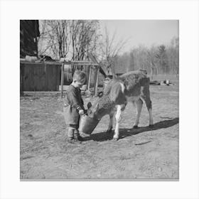 Child Feeding Calf On Farm Near Gibbs City, Michigan By Russell Lee Canvas Print