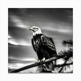 Bald Eagle 1 Canvas Print