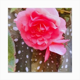 Pink Azalea 1 Canvas Print