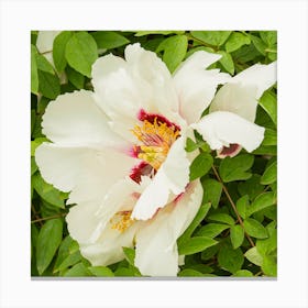 White Woody Peony Canvas Print