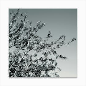 Branches Canvas Print