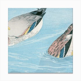 Ducks In The Water Canvas Print