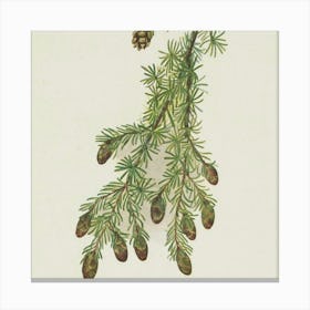 Juniper 1 Canvas Print