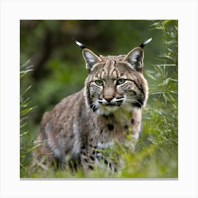 Lynx cat 1 Canvas Print