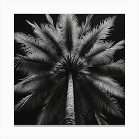 Palm Tree At Night Canvas Print