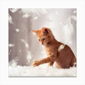 Kitten Playing With Feathers Canvas Print