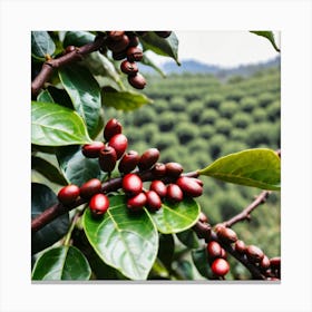 Coffee Berries On A Tree 3 Canvas Print