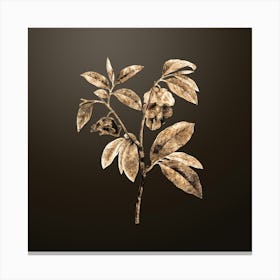 Gold Botanical Papaw Tree Branch on Chocolate Brown n.2158 Canvas Print