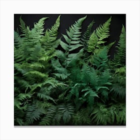 Ferns 1 Canvas Print