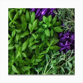 Sprigs Of Herbs Canvas Print