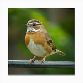 Small Bird Perched On A Wire Canvas Print