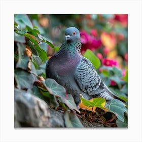 Pigeon 2 Canvas Print