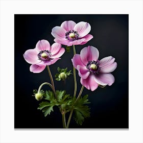 Beautiful Anemone Flower Isolated 664609164(1)(1) Canvas Print