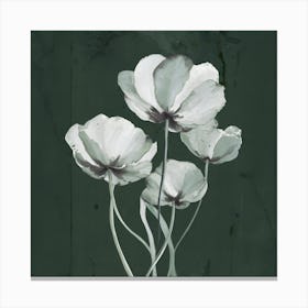 White Poppies Canvas Print