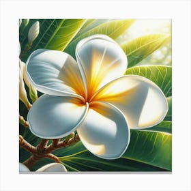 Frangipani 2 Canvas Print