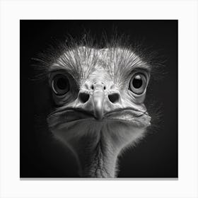 Ostrich 2 Canvas Print