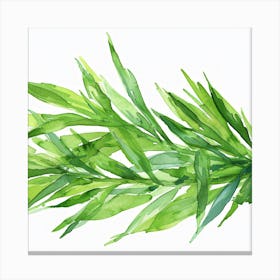 Watercolor Of Rosemary Canvas Print