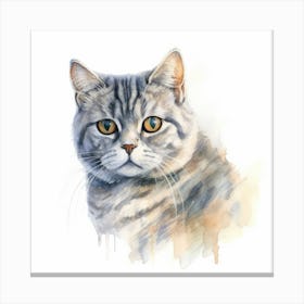 American Shorthair Cat Portrait 1 Canvas Print