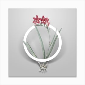 Vintage Gladiolus Cardinalis Minimalist Botanical Geometric Circle on Soft Gray n.0191 Canvas Print